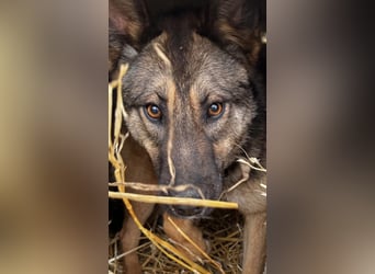 Lupa eine freundliche wundervolle