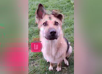 Lu - ein absoluter Notfall