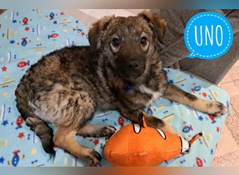 Uno - typisch verspielter freundlicher Welpe