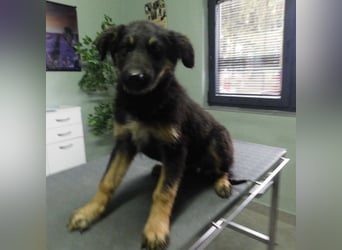 Jolie ein trauriges Mädchen