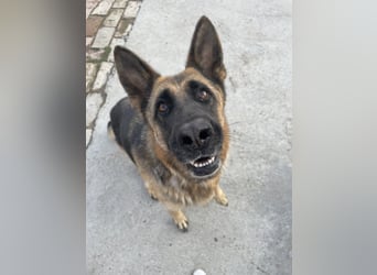 Liebevolle Hündin Lola sucht neues Zuhause.