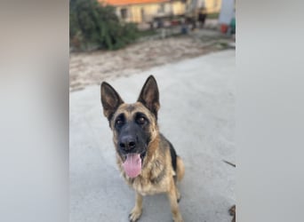 Liebevolle Hündin Lola sucht neues Zuhause.