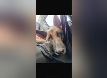 Liebevolle Hündin Lola sucht neues Zuhause.