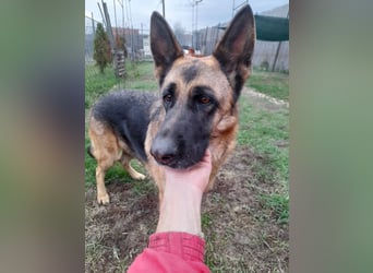 Liebevolle Hündin Lola sucht neues Zuhause.
