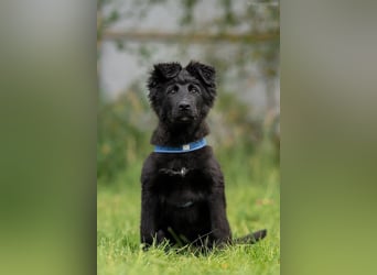 Fröhlicher PLATOSHA wird ein guter Spielkamerad