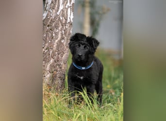 Fröhlicher PLATOSHA wird ein guter Spielkamerad