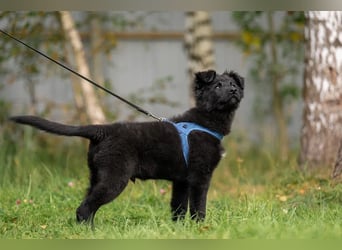 Fröhlicher PLATOSHA wird ein guter Spielkamerad