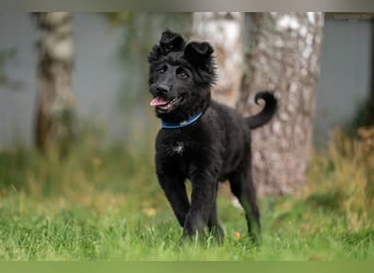 Fröhlicher PLATOSHA wird ein guter Spielkamerad