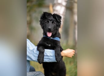 Fröhlicher PLATOSHA wird ein guter Spielkamerad