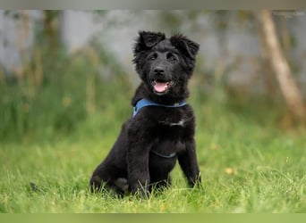 Fröhlicher PLATOSHA wird ein guter Spielkamerad