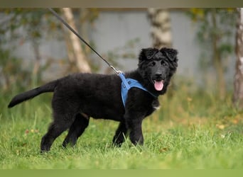 Fröhlicher PLATOSHA wird ein guter Spielkamerad