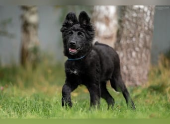 Fröhlicher PLATOSHA wird ein guter Spielkamerad