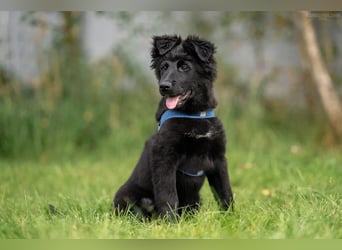 Fröhlicher PLATOSHA wird ein guter Spielkamerad