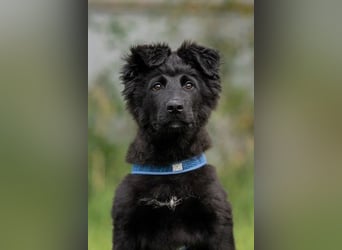 Fröhlicher PLATOSHA wird ein guter Spielkamerad