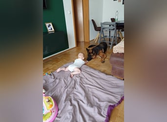 Lina: Familienhund und treue Begleiterin