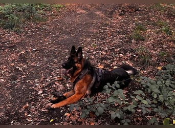 Lina: Familienhund und treue Begleiterin