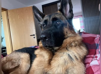 Lina: Familienhund und treue Begleiterin