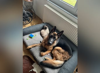 Lina: Familienhund und treue Begleiterin