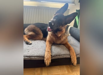 Lina: Familienhund und treue Begleiterin
