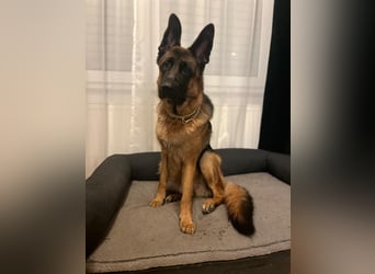 Lina: Familienhund und treue Begleiterin