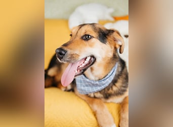 Junger Pluto sucht seine Menschen