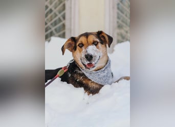 Junger Pluto sucht seine Menschen