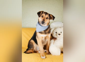 Junger Pluto sucht seine Menschen