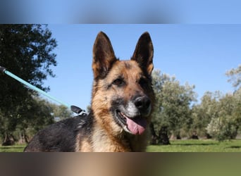 NANCY-anhänglich, sanft, elegant, super gehorsam, läuft super an der Leine -sucht Für-immer-Zuhause