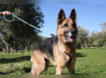 NANCY-anhänglich, sanft, elegant, super gehorsam, läuft super an der Leine -sucht Für-immer-Zuhause