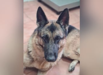 AGATA-großartiger ,intelligent, aufmerksam, gehorsam, lernfreudig, loyal sucht liebevolles Zuhause