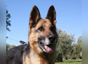 NANCY-anhänglich, sanft, elegant, super gehorsam, läuft super an der Leine -sucht Für-immer-Zuhause