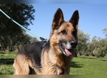 NANCY-anhänglich, sanft, elegant, super gehorsam, läuft super an der Leine -sucht Für-immer-Zuhause