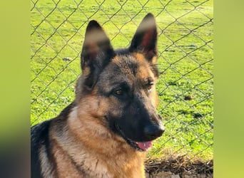 AGATA-großartiger ,intelligent, aufmerksam, gehorsam, lernfreudig, loyal sucht liebevolles Zuhause