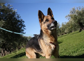 NANCY-anhänglich, sanft, elegant, super gehorsam, läuft super an der Leine -sucht Für-immer-Zuhause