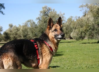 NANCY-anhänglich, sanft, elegant, super gehorsam, läuft super an der Leine -sucht Für-immer-Zuhause