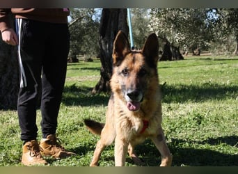 NANCY-anhänglich, sanft, elegant, super gehorsam, läuft super an der Leine -sucht Für-immer-Zuhause