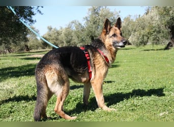 NANCY-anhänglich, sanft, elegant, super gehorsam, läuft super an der Leine -sucht Für-immer-Zuhause