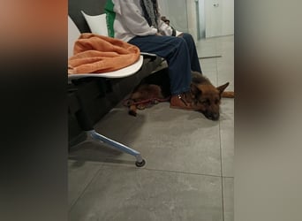 URSULA-zurückhaltende, ruhiges Mädchen will unbedingt ein liebevolles Für-immer-Zuhause