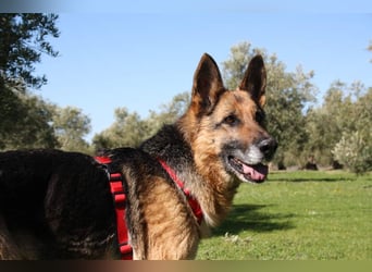 NANCY-anhänglich, sanft, elegant, super gehorsam, läuft super an der Leine -sucht Für-immer-Zuhause