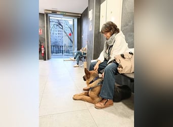 URSULA-zurückhaltende, ruhiges Mädchen will unbedingt ein liebevolles Für-immer-Zuhause