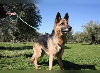 NANCY-anhänglich, sanft, elegant, super gehorsam, läuft super an der Leine -sucht Für-immer-Zuhause