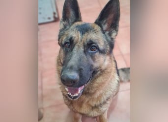 AGATA-großartiger ,intelligent, aufmerksam, gehorsam, lernfreudig, loyal sucht liebevolles Zuhause