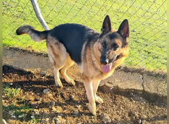 AGATA-großartiger ,intelligent, aufmerksam, gehorsam, lernfreudig, loyal sucht liebevolles Zuhause