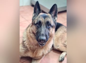 AGATA-großartiger ,intelligent, aufmerksam, gehorsam, lernfreudig, loyal sucht liebevolles Zuhause