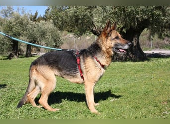 NANCY-anhänglich, sanft, elegant, super gehorsam, läuft super an der Leine -sucht Für-immer-Zuhause