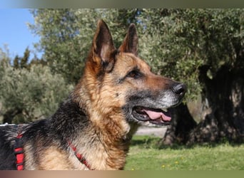 NANCY-anhänglich, sanft, elegant, super gehorsam, läuft super an der Leine -sucht Für-immer-Zuhause