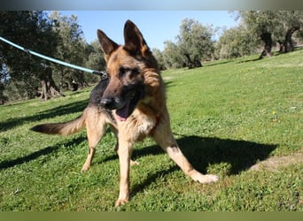 NANCY-anhänglich, sanft, elegant, super gehorsam, läuft super an der Leine -sucht Für-immer-Zuhause