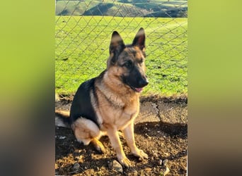 AGATA-großartiger ,intelligent, aufmerksam, gehorsam, lernfreudig, loyal sucht liebevolles Zuhause