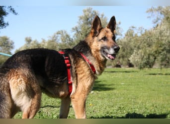 NANCY-anhänglich, sanft, elegant, super gehorsam, läuft super an der Leine -sucht Für-immer-Zuhause