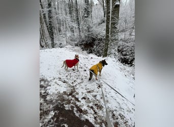 Hose - Schäferhund Liebhaber gesucht